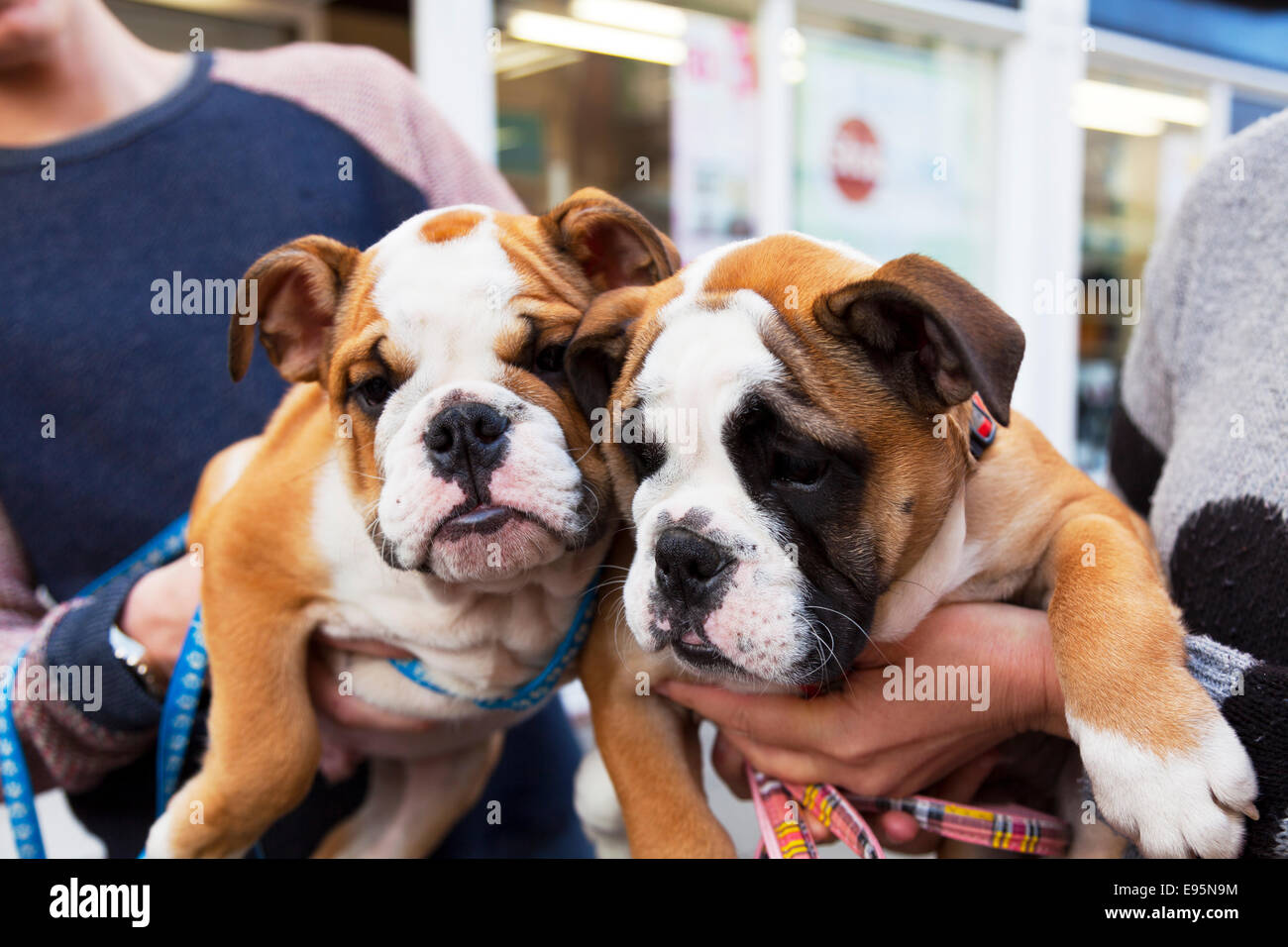 Bulldog inglese cuccioli bulldog cani due cuccioli carino insieme amici canini Foto Stock