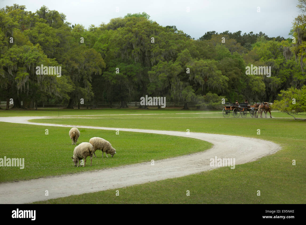 Carro trainato da cavalli Middleton Place ex piantagione di SLAVE ASHLEY RIVER CHARLESTON SOUTH CAROLINA USA Foto Stock