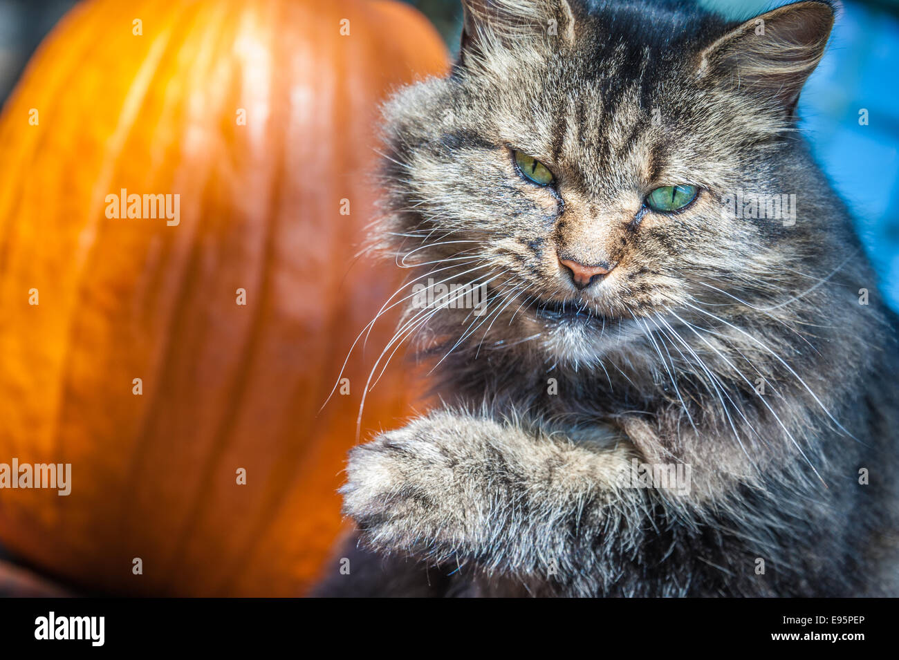 Il gatto dall'aspetto arrabbiato dagli occhi verdi le lecca le labbra e la fissa intensamente davanti a una zucca illuminata dal sole. (USA) Foto Stock