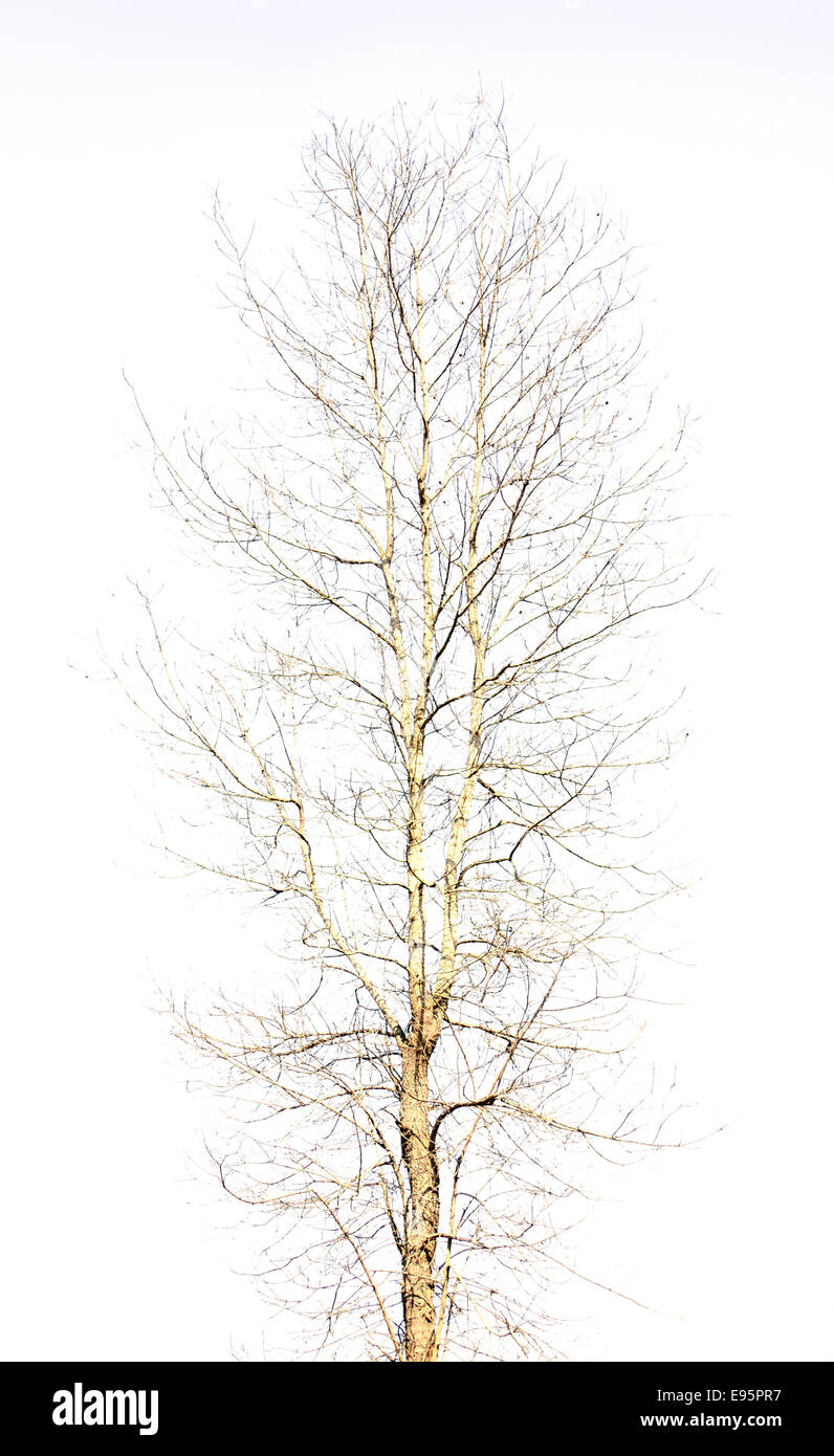 La struttura ad albero nudo isolati su sfondo bianco. Foto Stock