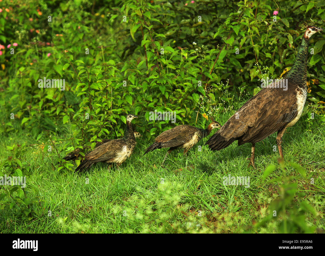 Madre peahen con tre baby pavoni su erba verde. Foto Stock