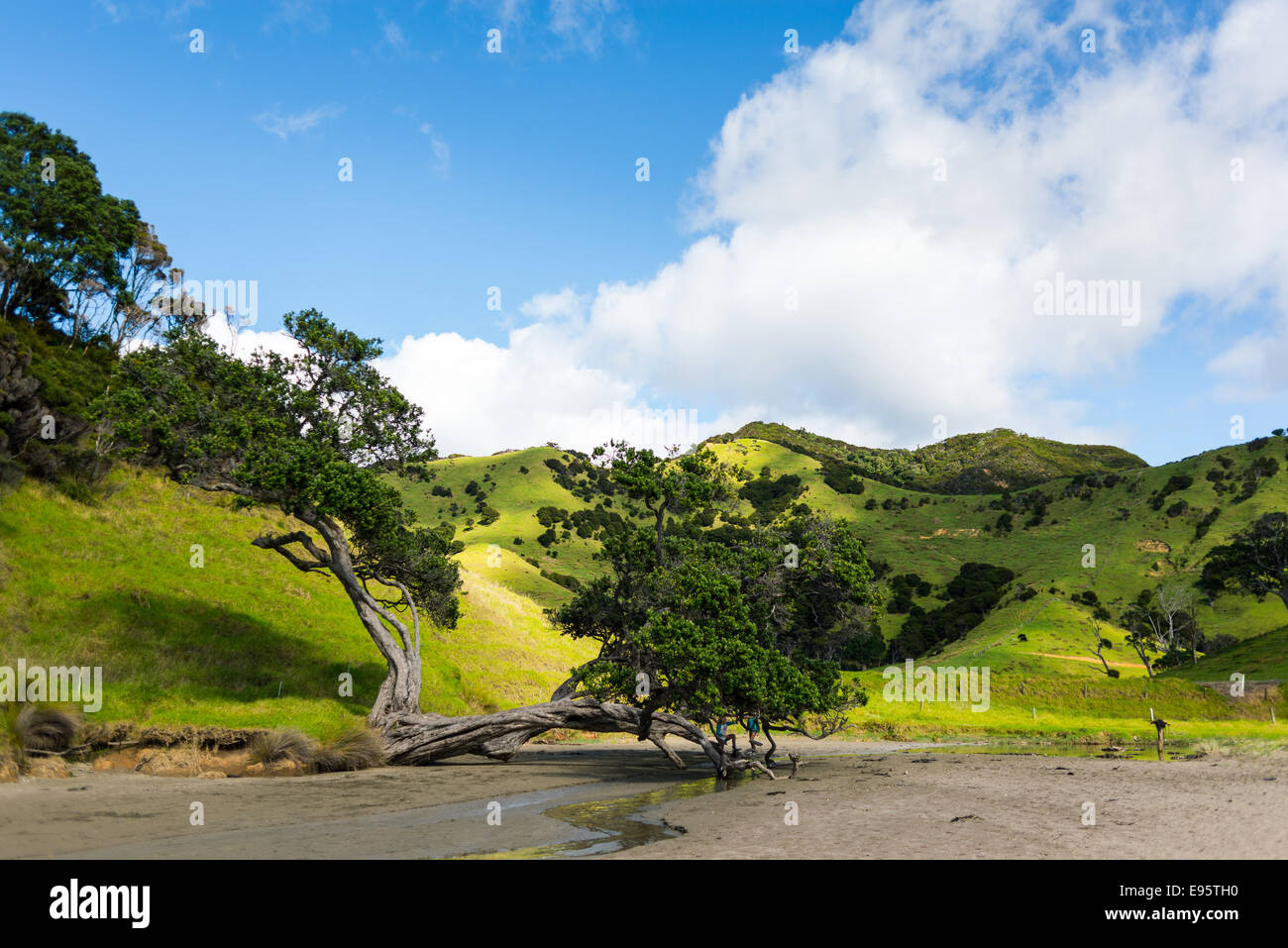Pohutukawa, Elliots Bay Foto Stock