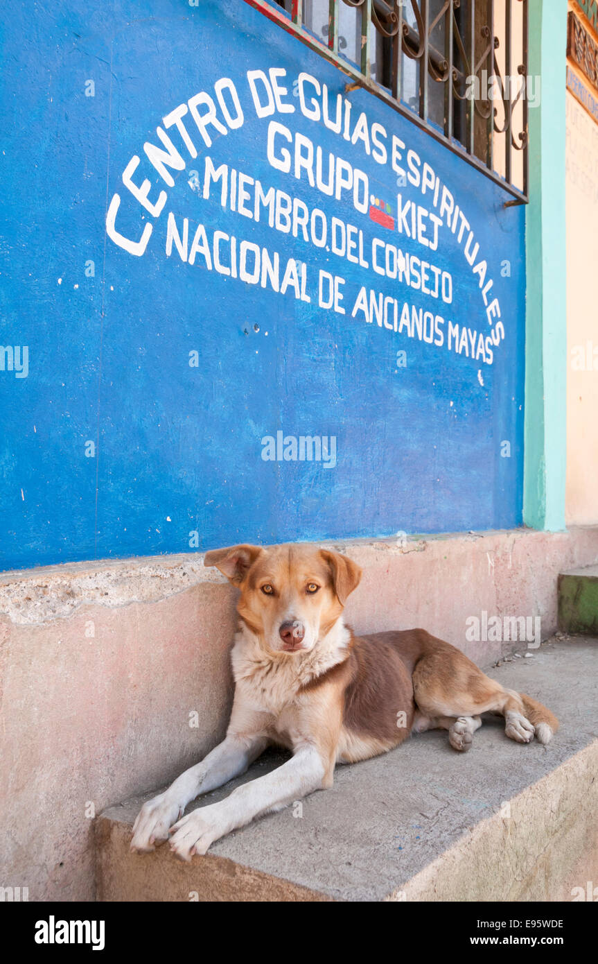 Stray dog al di fuori del Consiglio Nazionale di anziani Maya edificio, Zunil, Guatemala Foto Stock