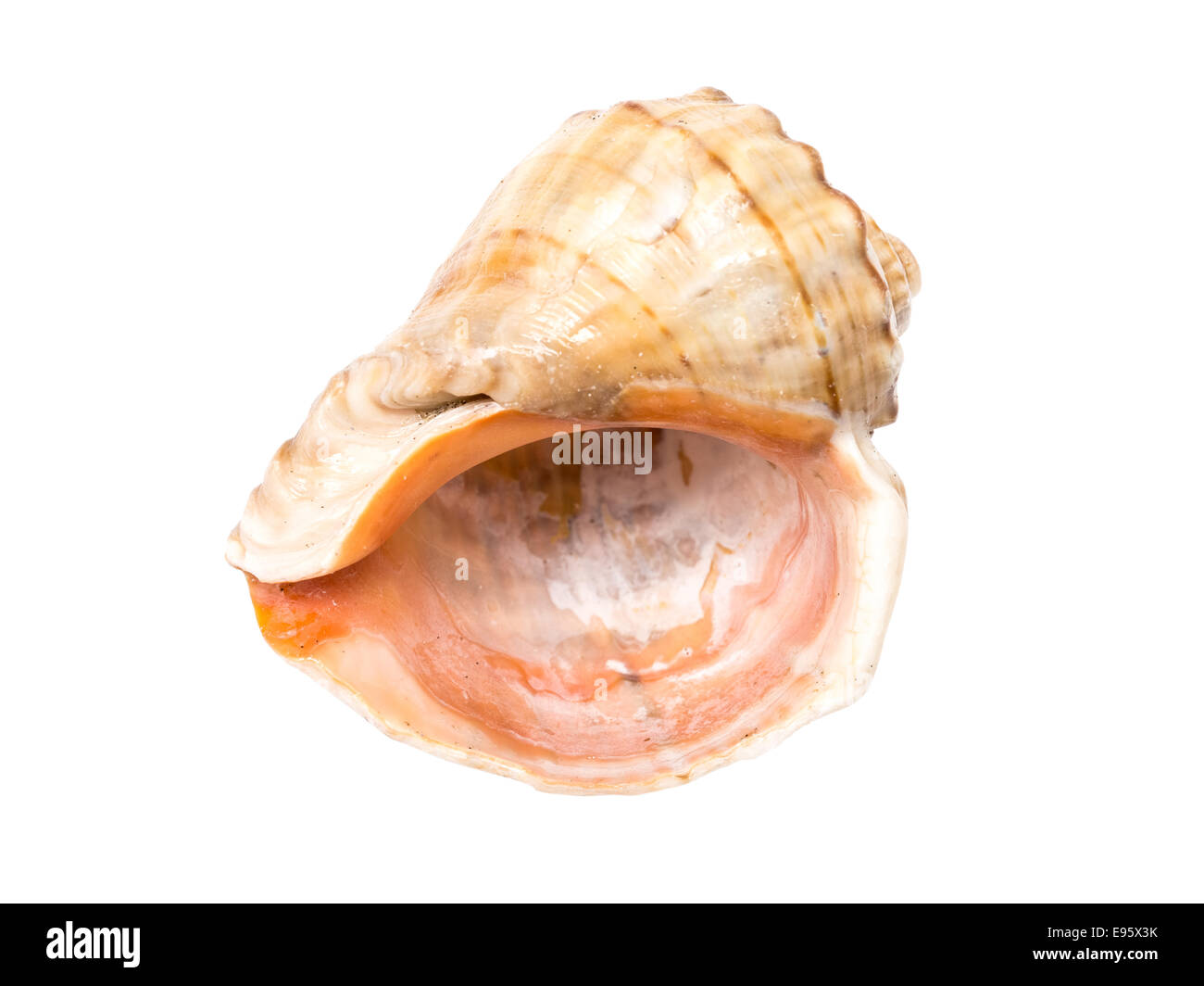 Mare Marine Shell isolata su sfondo bianco Foto Stock