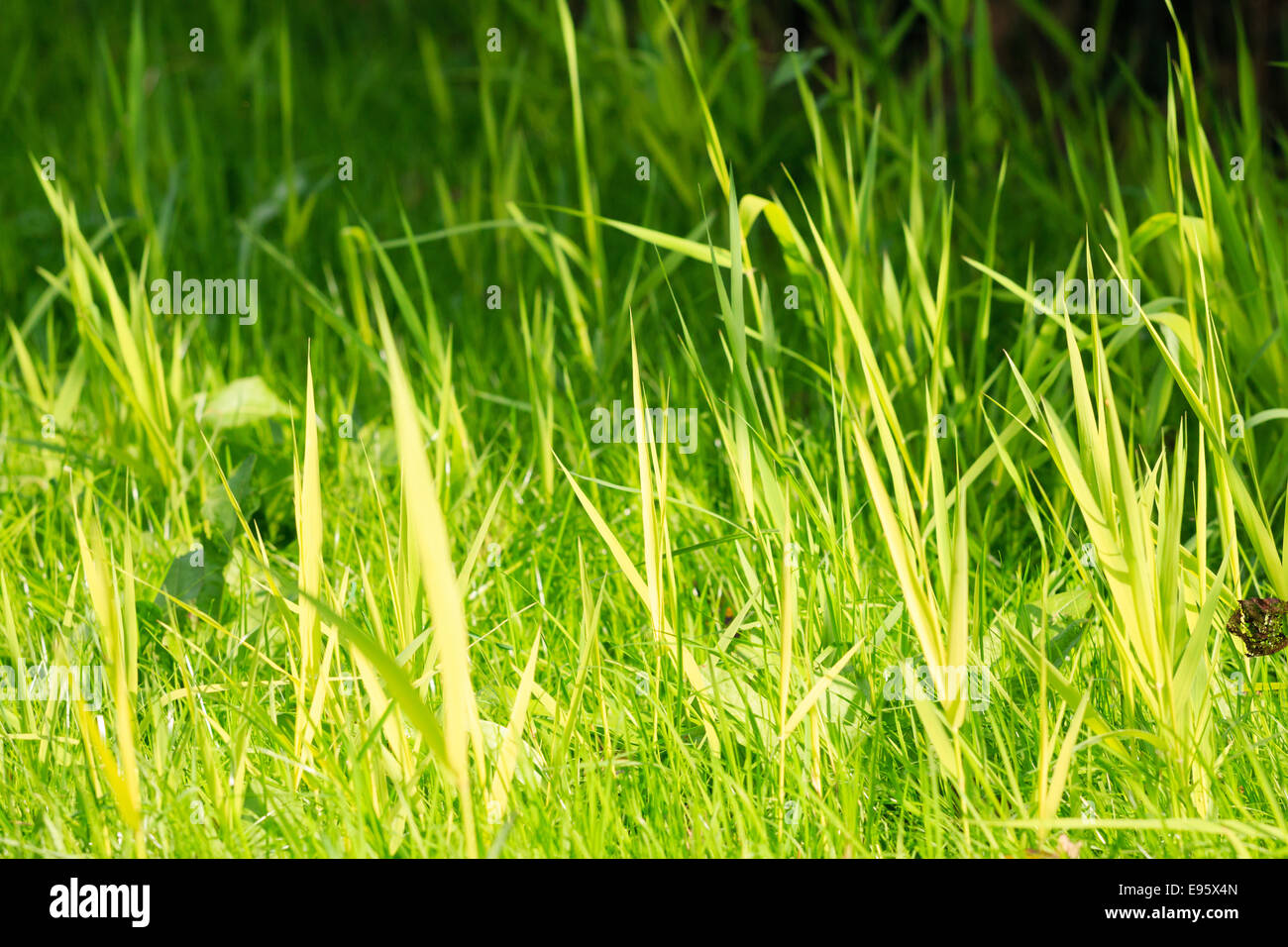 Vivace verde erba in condizioni di luce solare intensa con piccole DOF Foto Stock