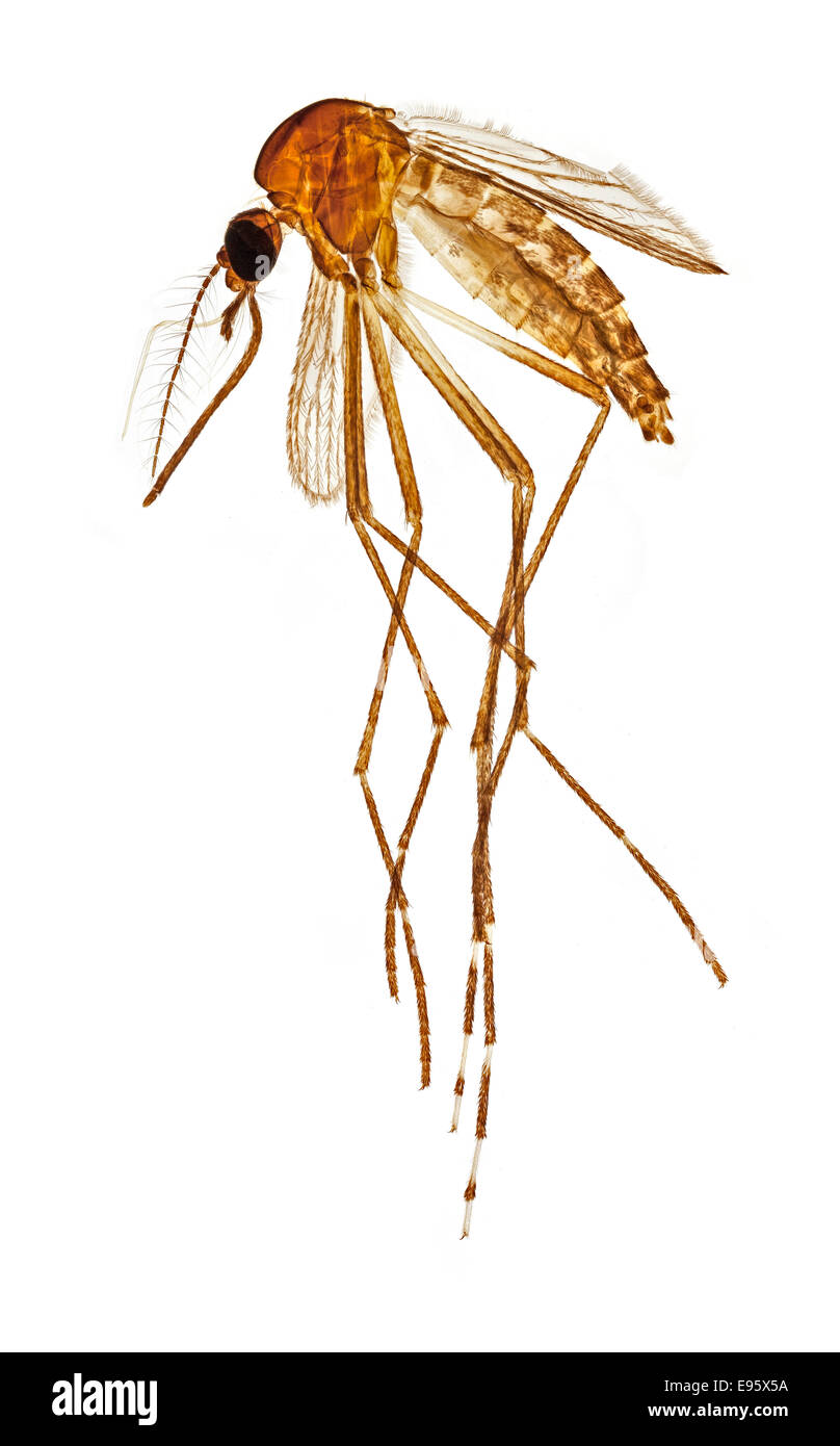 Aedes, femmina, fotomicrografia in campo chiaro Foto Stock