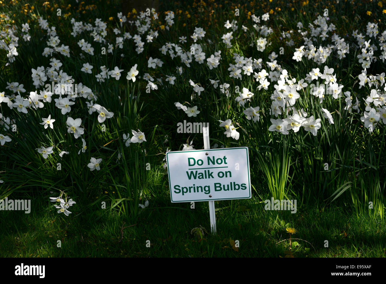 White narcisi narcisi Non camminare sulle lampadine a molla segno segnaletica di avvertimento warn fiori fioritura bloom Foto Stock