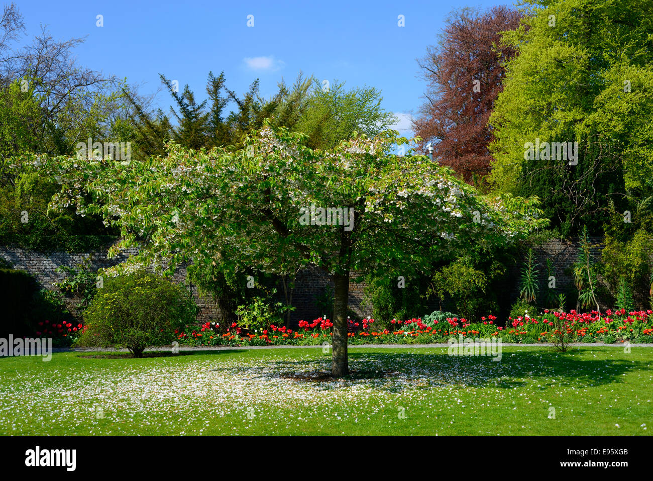 Cherry Tree blossom andato oltre il tulip letto giardino di confine farmleigh Phoenix Park di Dublino di fiori di primavera fioritura Foto Stock