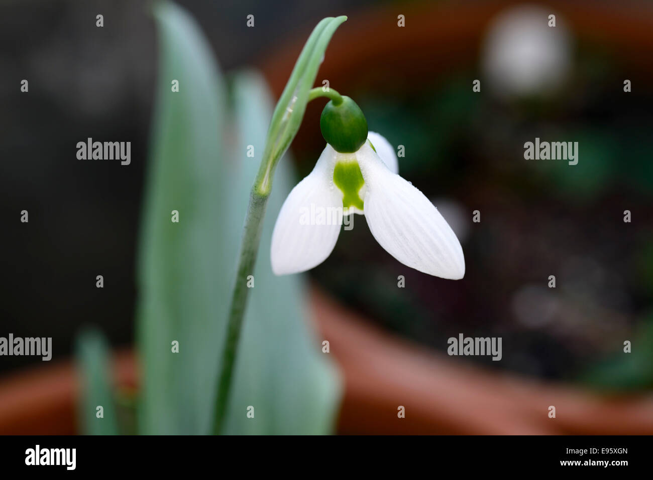 Galanthus nivalis tre 3 foglie snowdrop bucaneve pianta ritratti bianco marcature verde fiori Flower lampadina a molla Foto Stock