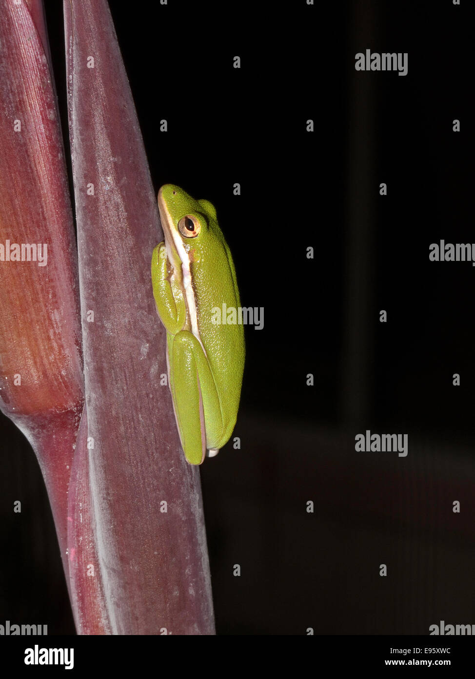 Vista laterale di una rana di albero verde (Hyla cinerea) che poggia su canna magenta pianta con uno sfondo nero, Florida, Stati Uniti. Foto Stock