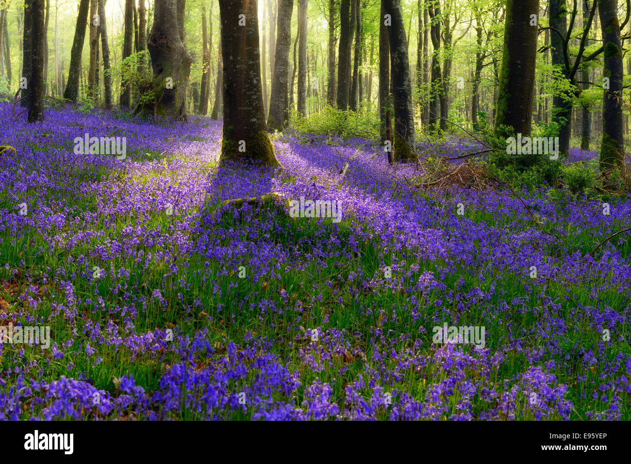 La molla Bluebell tappeto fiore di legno della foresta di bosco ceduo Irlanda Irish paesaggio di campagna Moore Abbey Wood Foto Stock