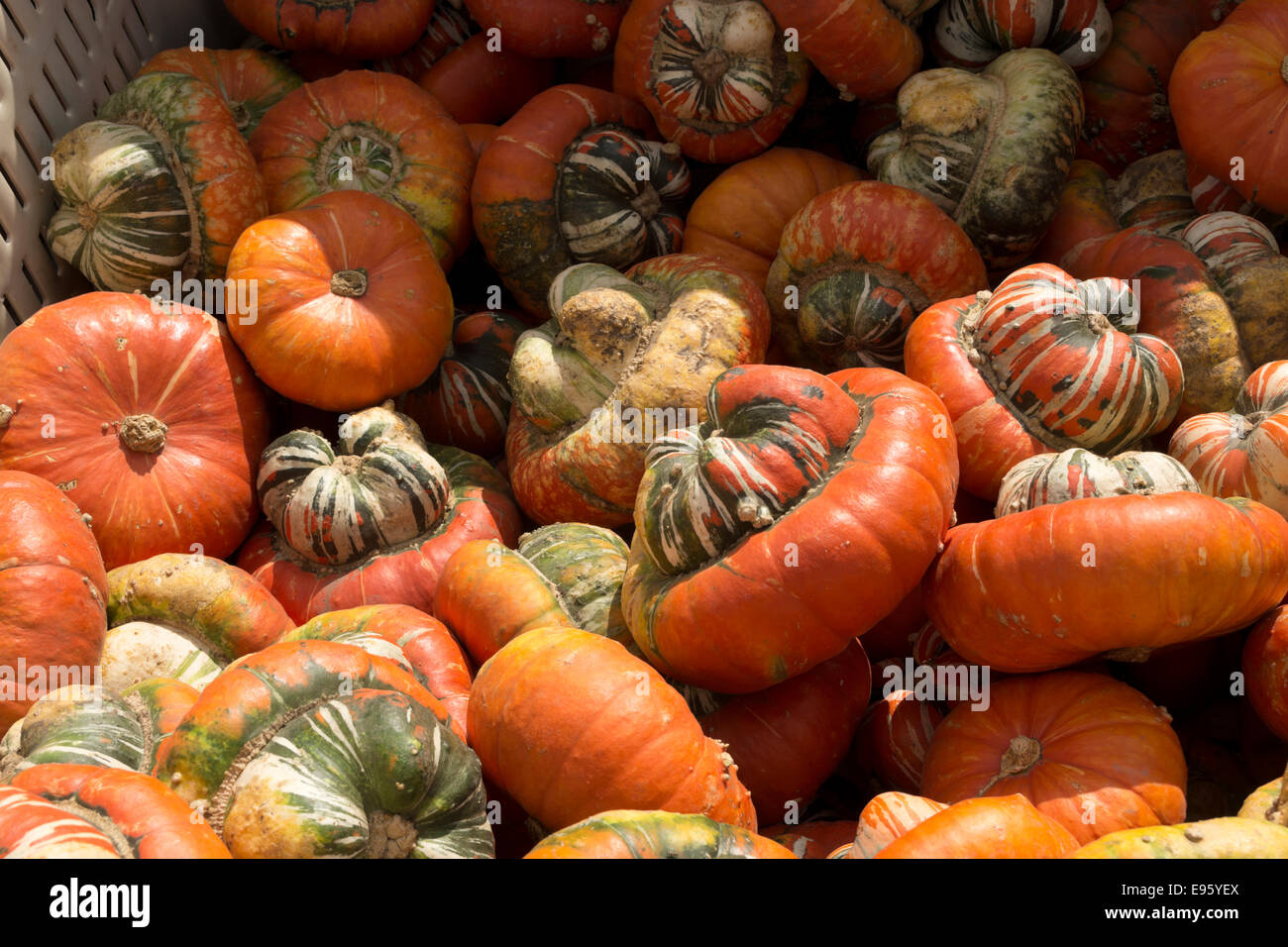 I turchi Turban squash visualizzato in un scomparto commerciale in un mercato di fattoria nel nord dell'Illinois. Foto Stock
