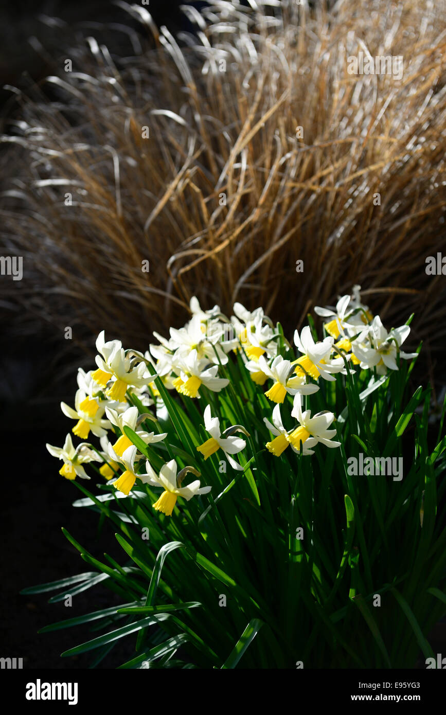 Narcissus topolino fiore di primavera fioriscono blossom daffodil erba erbe contrasto effetto fogliame giardinaggio giardino combinazione combo Foto Stock