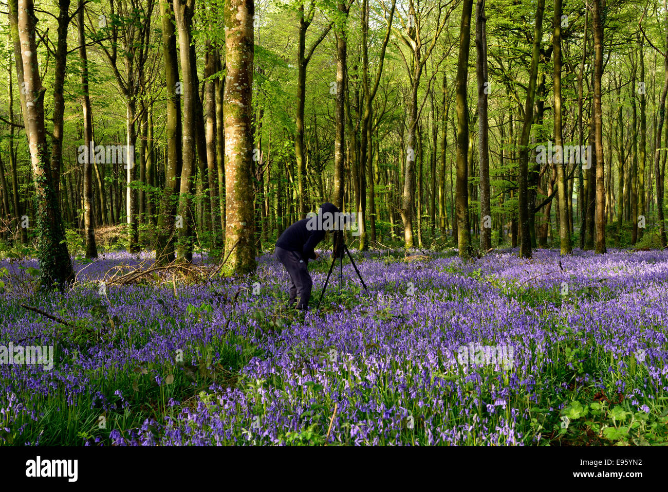 Fotografo fotografia fotografare la molla bluebell wood bosco abbazia di moore monasterevin fiori Foto Stock