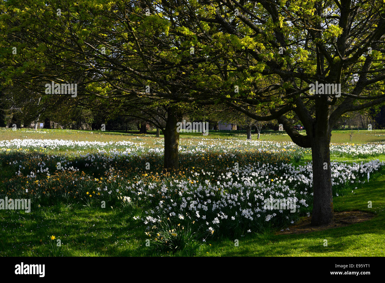 White narcissus daffodil underplant underplanting tree alberi da bosco ceduo bosco orlo bordo fiori di primavera bianca fioritura Foto Stock