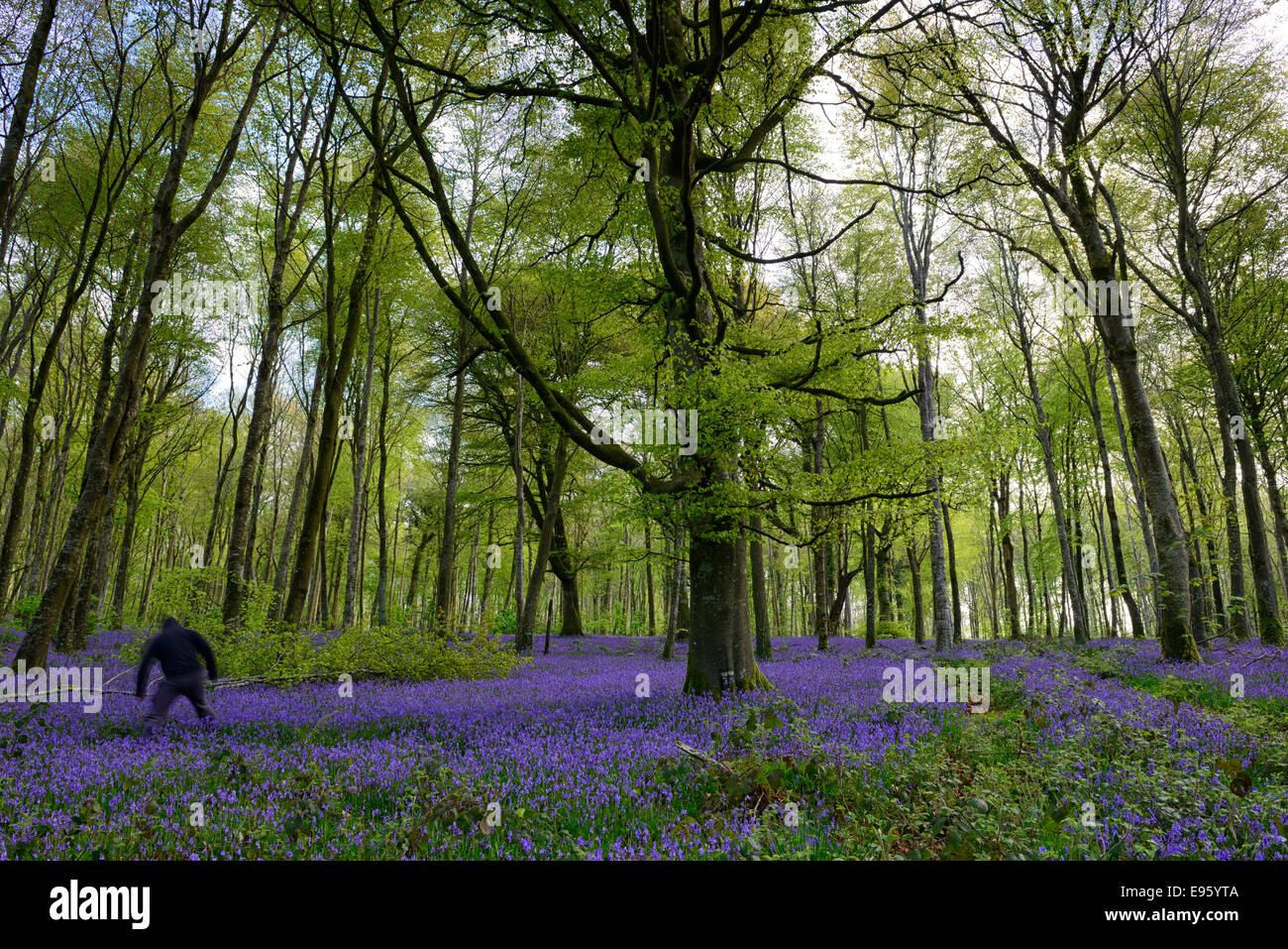 Uomo incappucciato figura oscura minaccia bluebell wood bosco boschi minaccia di primavera il male Foto Stock