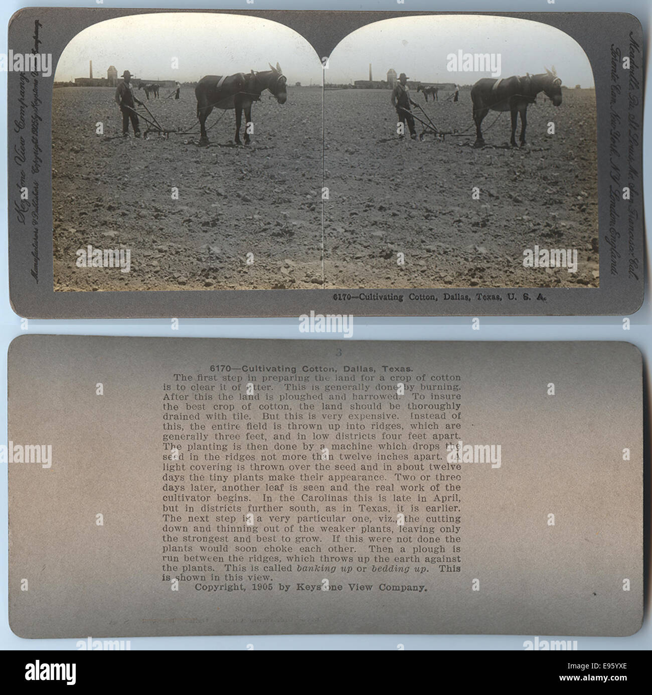 La coltivazione di cotone, Dallas, Texas, U.S.A. Foto Stock