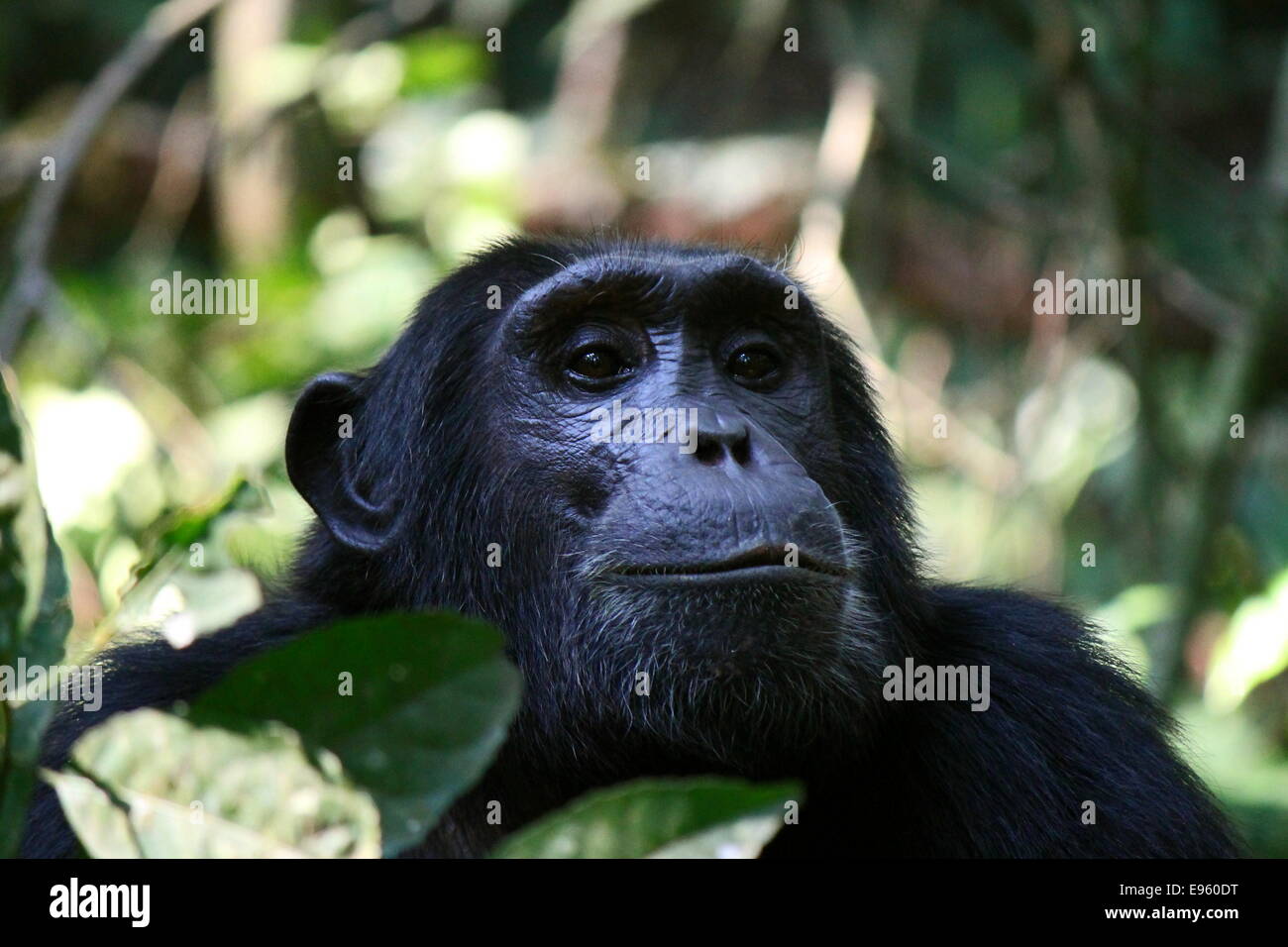 Wild Scimpanzé comune - Pan troglodytes ritratto alla foresta di Kibale National Park, Rwenzori Mountains, Uganda, Africa Foto Stock