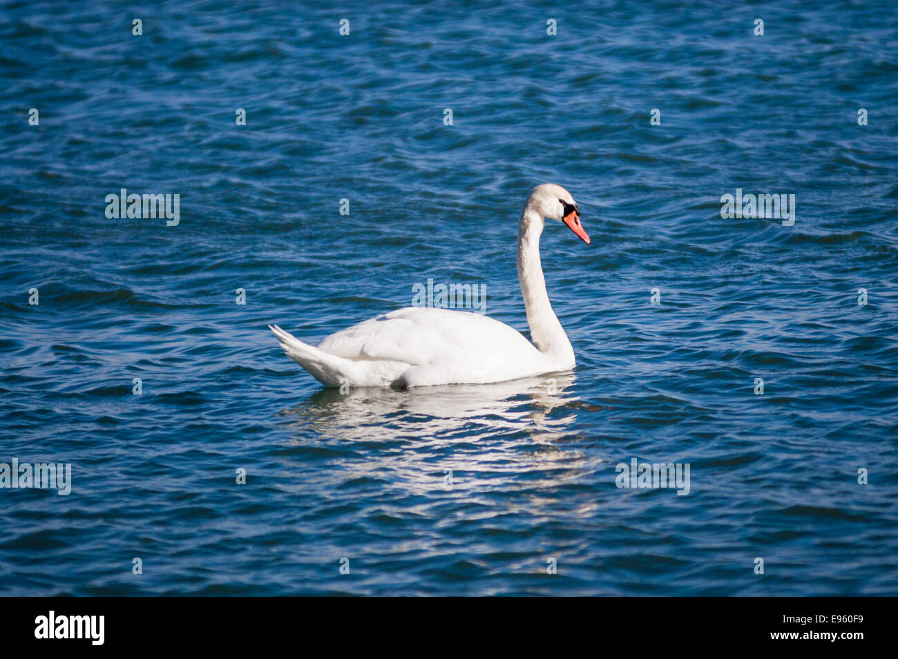 Unico cigno su acqua fluttuante. Foto Stock