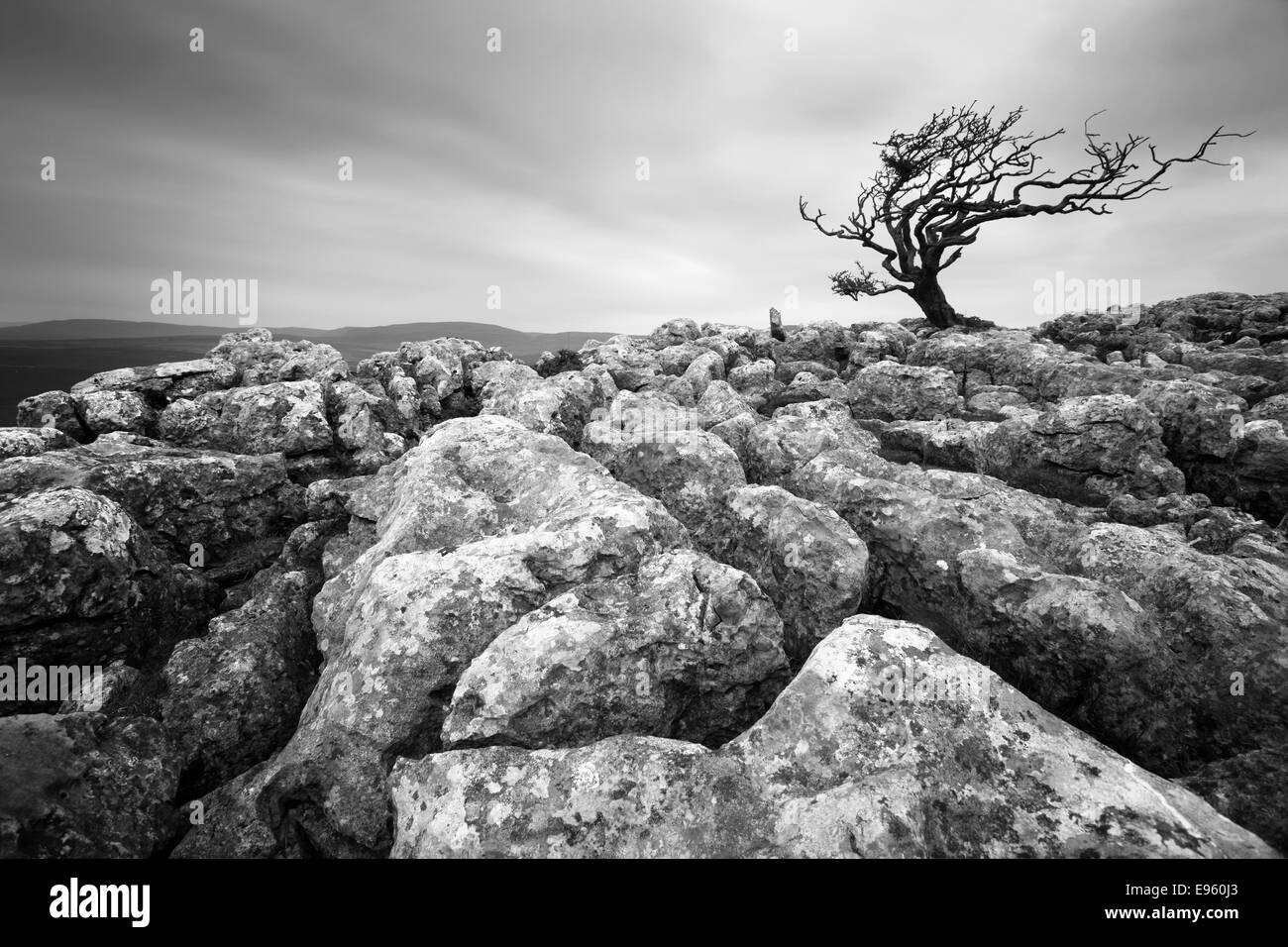 Vento albero spazzato sui pavimenti calcarei di Yorkshire Dales vicino Bordley, Threshfield e Malham. Foto Stock