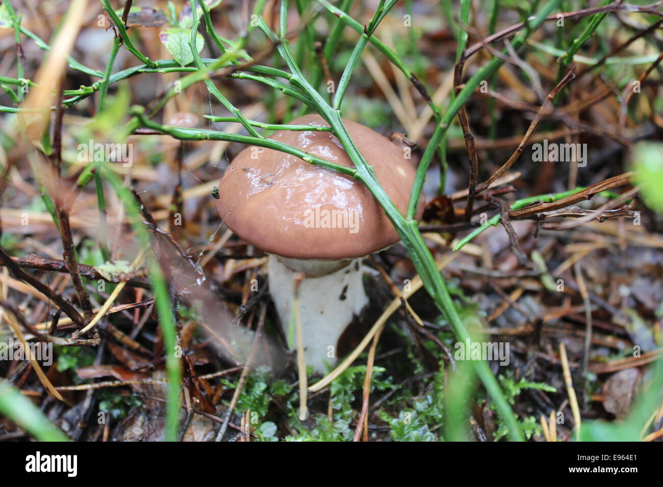 Bel fungo di Suillus nella foresta Foto Stock