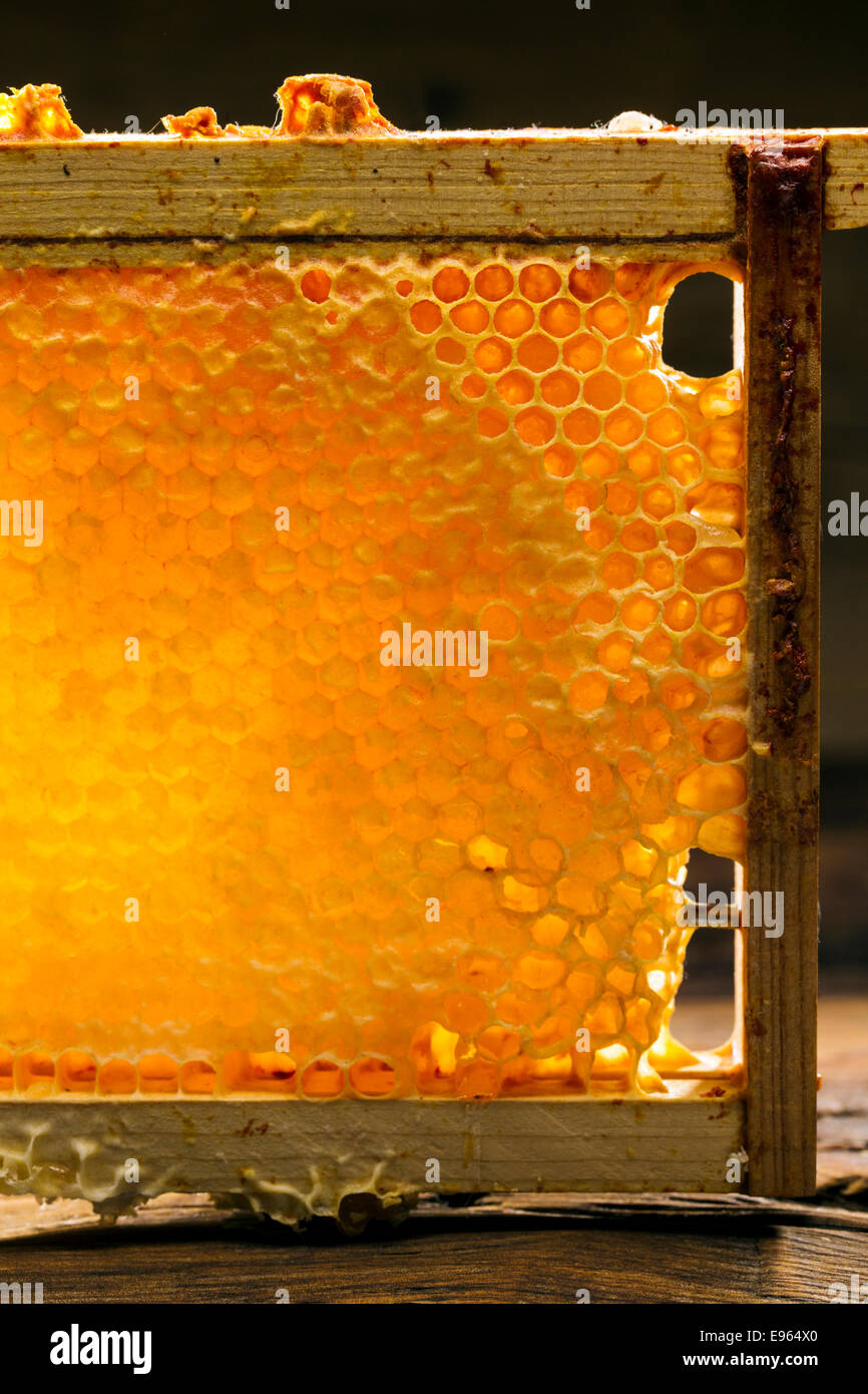 Favo di miele in una cornice di legno Foto Stock