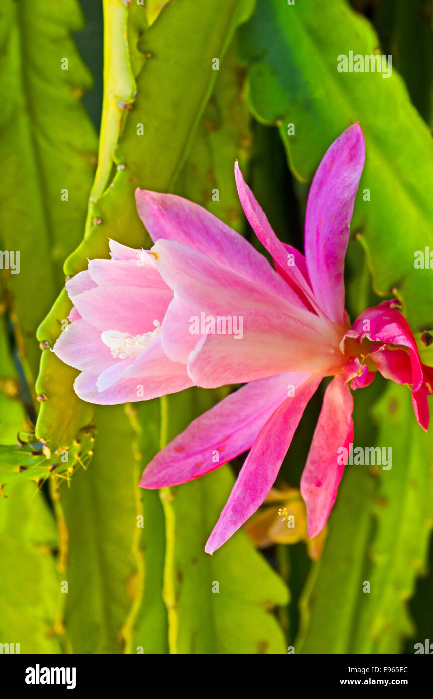 Epiphyllum, orchidea cactus Foto Stock