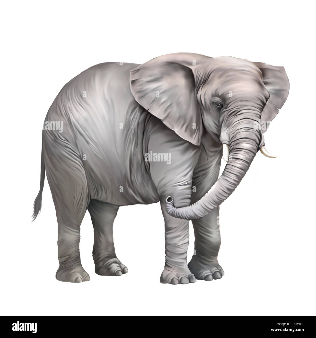 Elefante africano Loxodonta africana, su uno sfondo bianco. Foto Stock