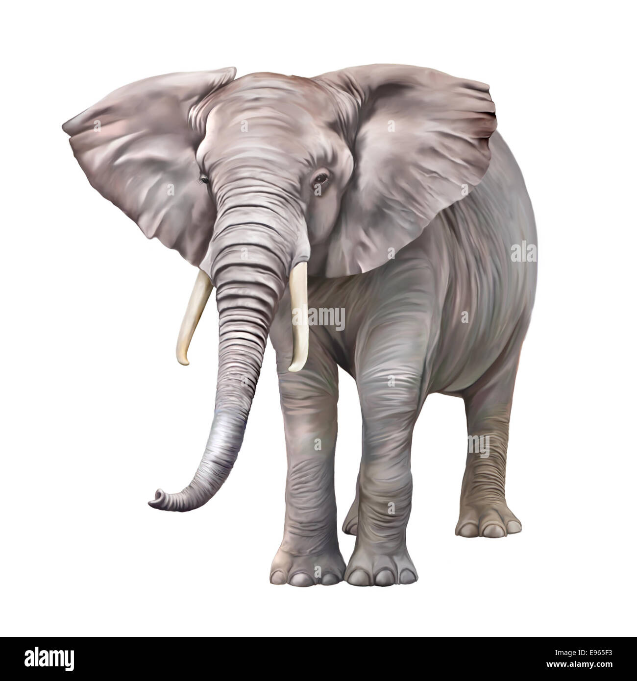 Elefante africano Loxodonta africana, su uno sfondo bianco. Vista frontale Foto Stock