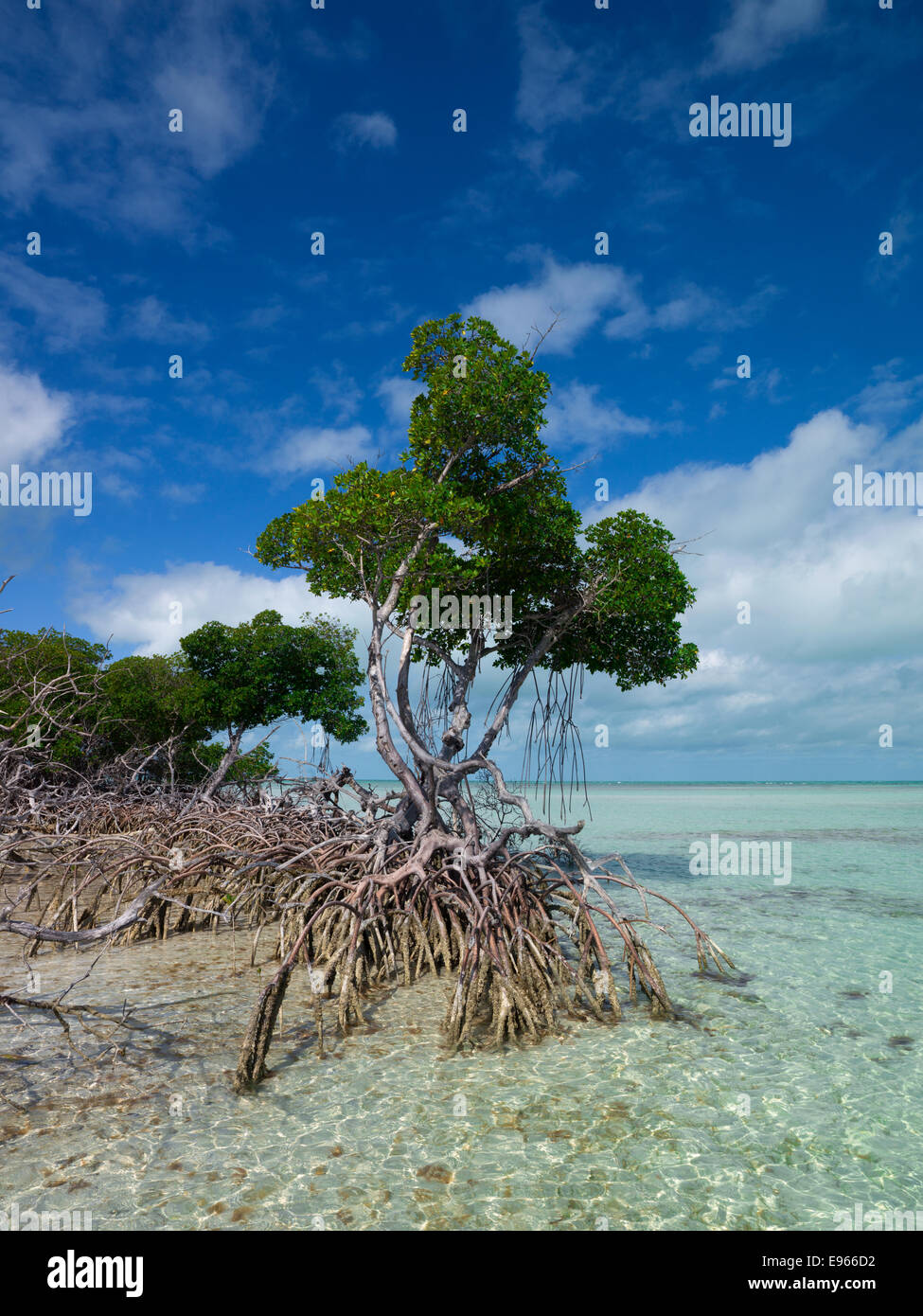 Mangrovie nel fango della chiave, Key West. Foto Stock