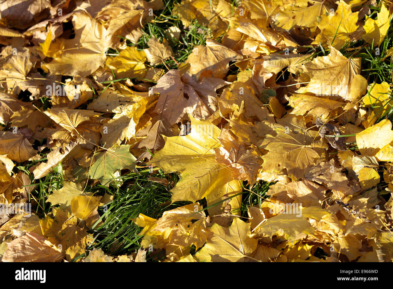 Giallo tappeto di acero in autunno Foto Stock