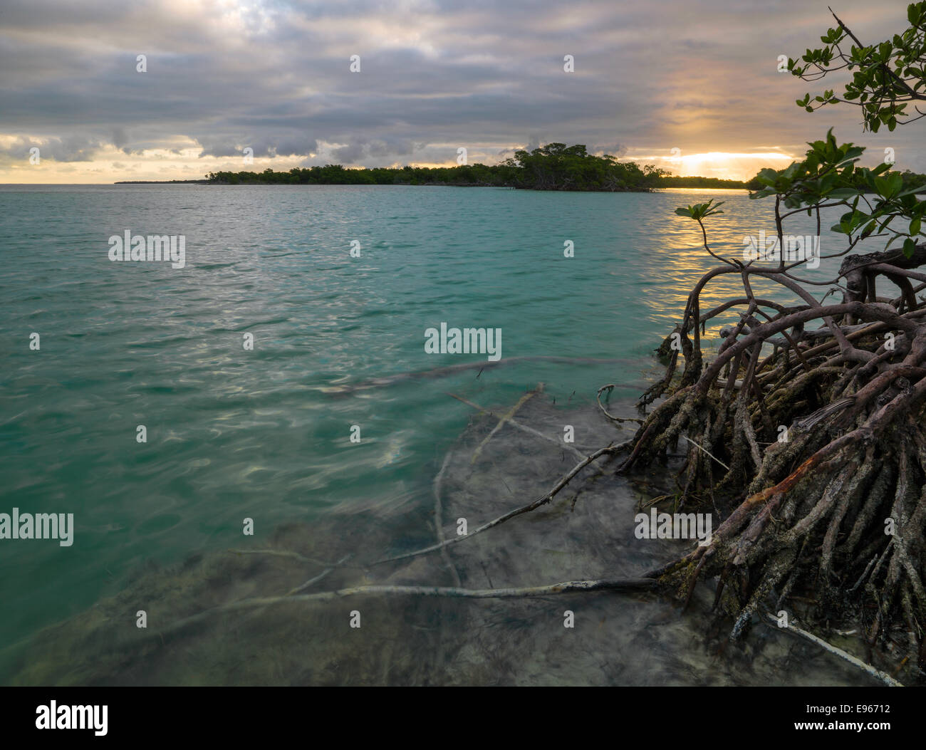 Mangrovie nel fango della chiave, Key West. Foto Stock