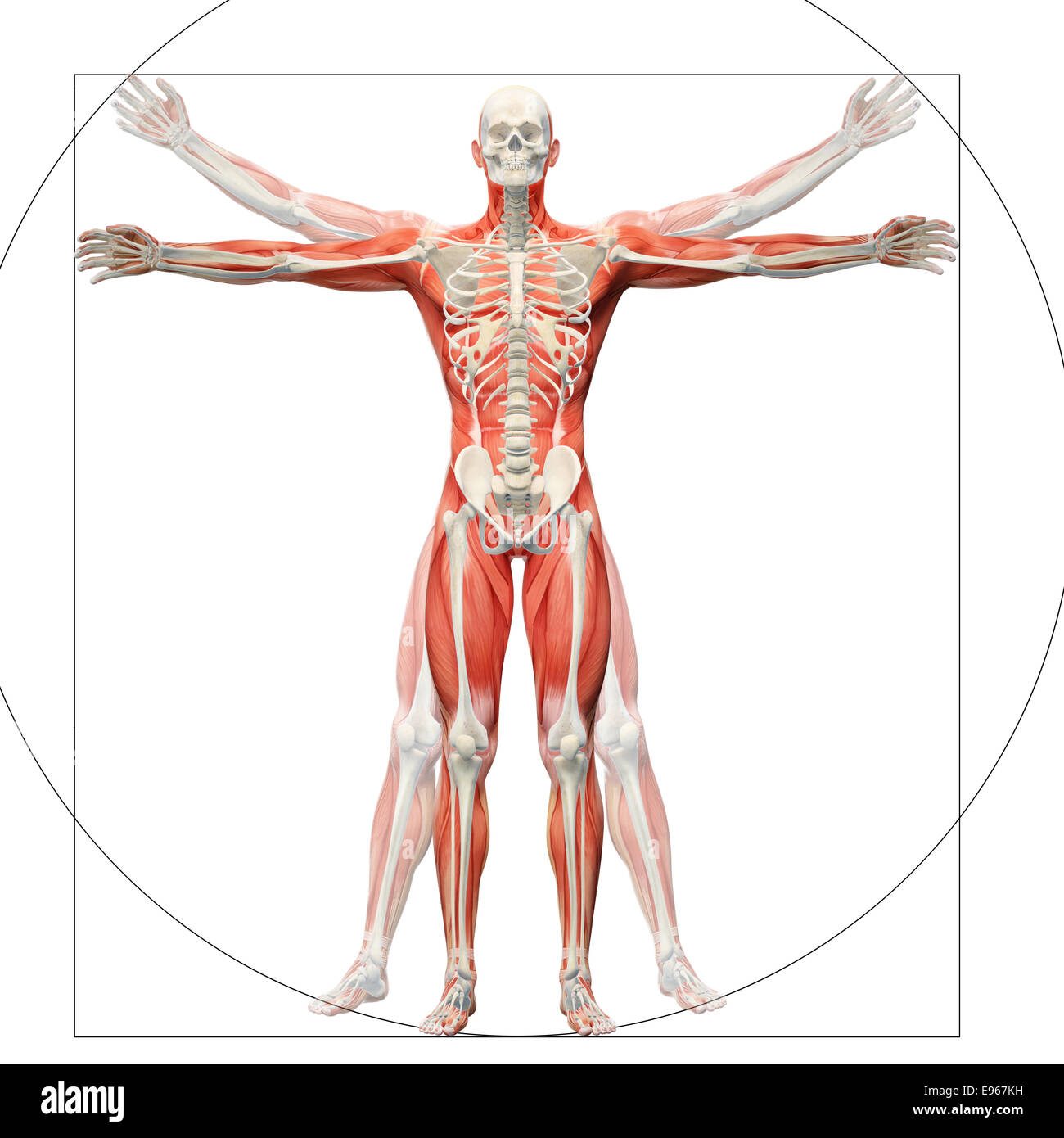 Anatomia umana visualizzato come l'uomo vitruviano di Leonardo da Vinci Foto Stock
