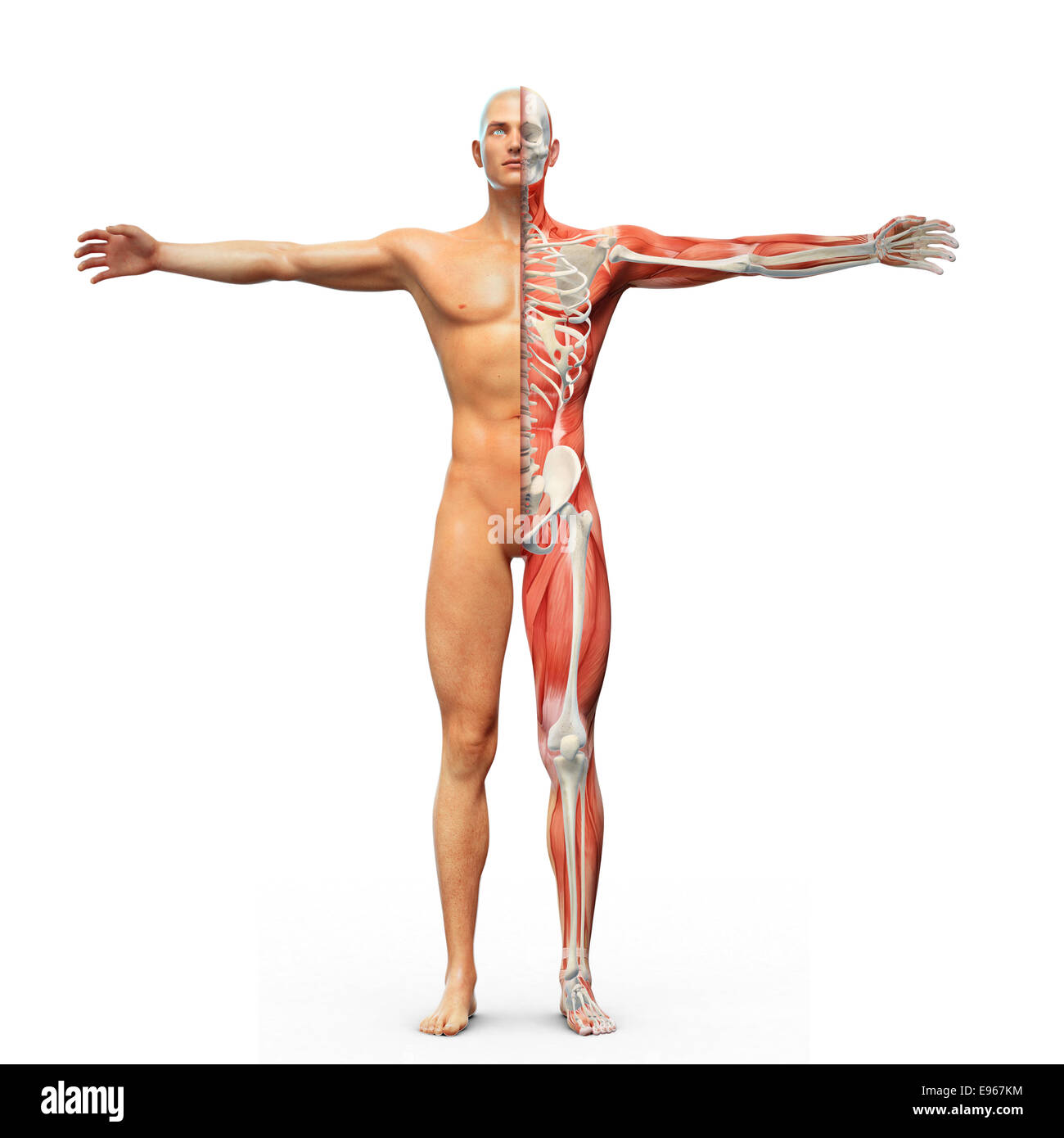 Anatomia umana con visibile dello scheletro e muscoli Foto Stock