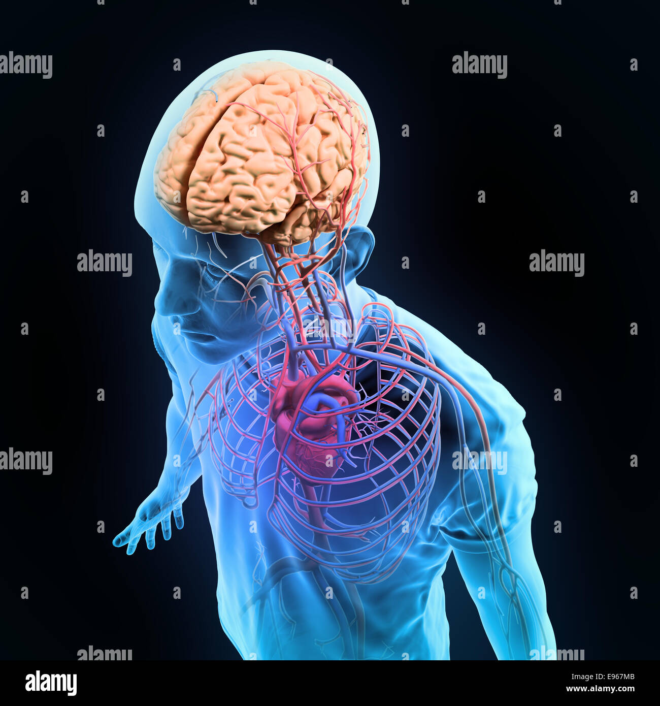 Anatomia umana - Illustrazione del sistema nervoso centrale e i sistemi circolatorio Foto Stock