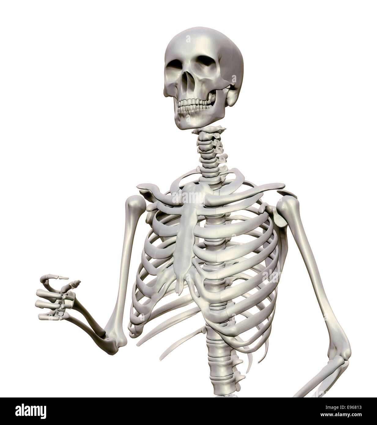 Scheletro umano - illustrazione anatomica Foto Stock