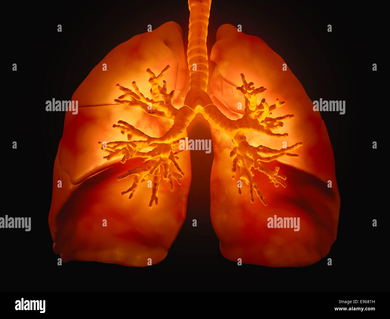 3D illustrazione medica - polmoni con visibile nei bronchi Foto Stock