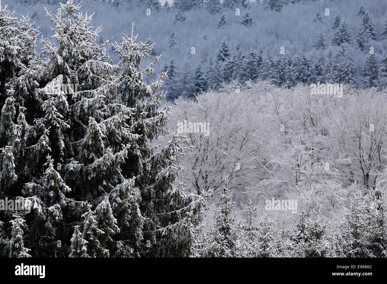 Coperta di neve invernale a foresta Engenhahn nei monti Taunus, Hesse, Germania Foto Stock