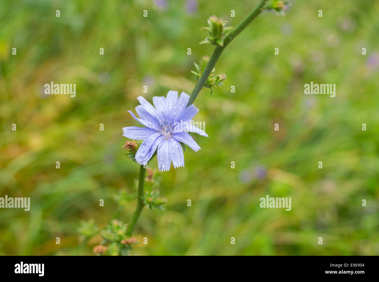 Cicoria pianta erbacea perenne fornita in tempo di fioritura Foto Stock