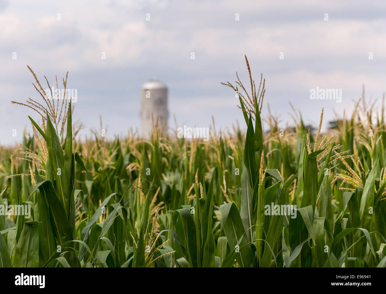 Il raccolto di mais fiori con silo in distanza Foto Stock