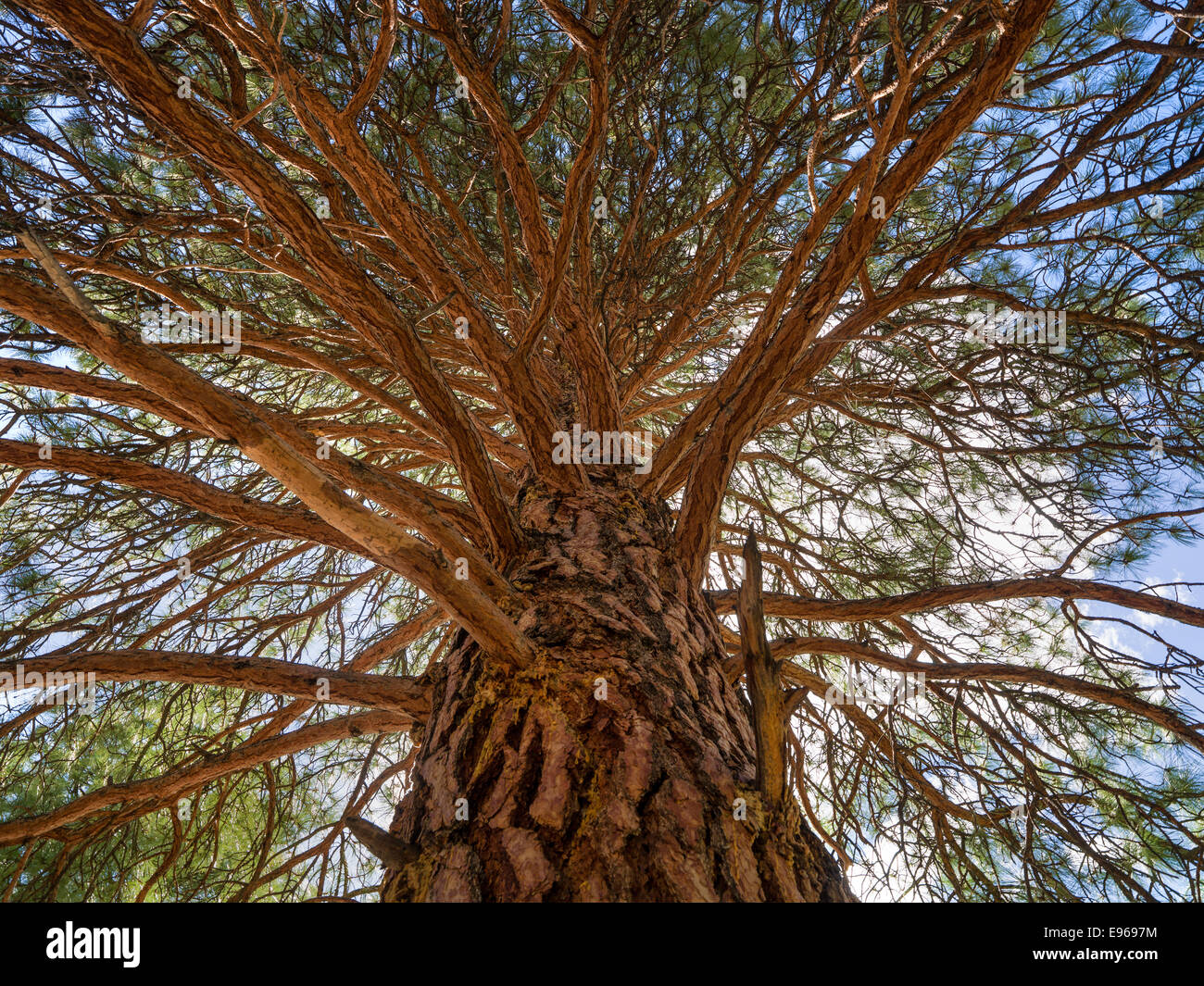 Un antico Ponderosa Pine streaches fuori sopra la Camas Creek camp su MF del fiume di salmoni. Foto Stock