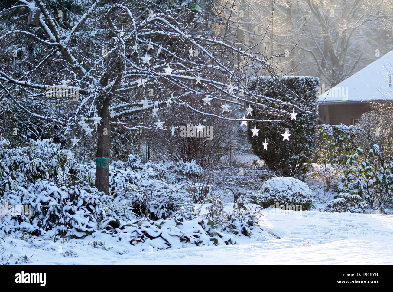 Albero con stelle brillanti in giardino nevoso nei monti Taunus, Hesse, Germania Foto Stock