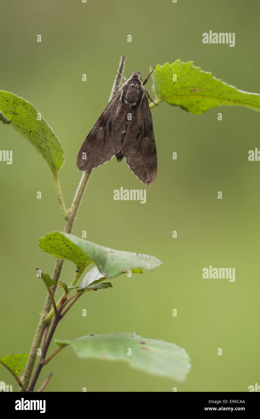 Pine Hawk-moth (Sphinx pinastri), Germania Foto Stock