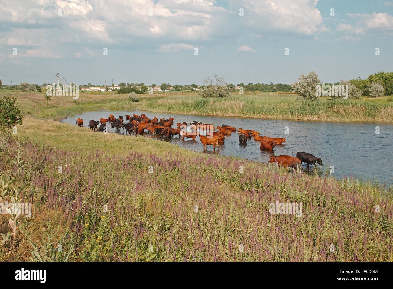 Le mucche in fiume Foto Stock