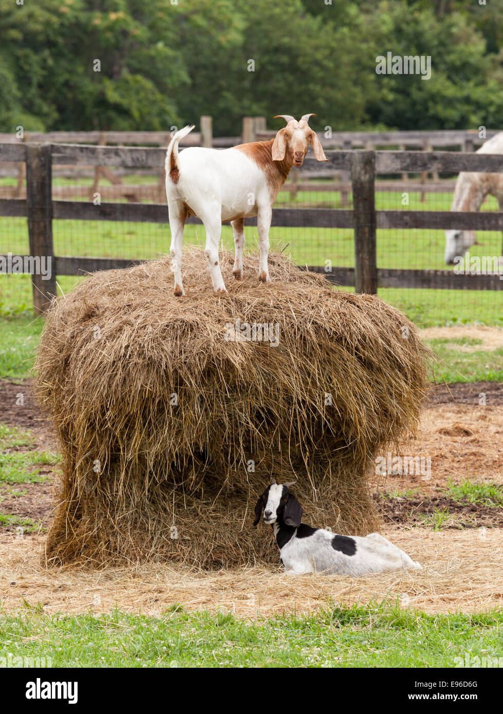 Capra bianca in balle di paglia nel campo di fattoria Foto Stock