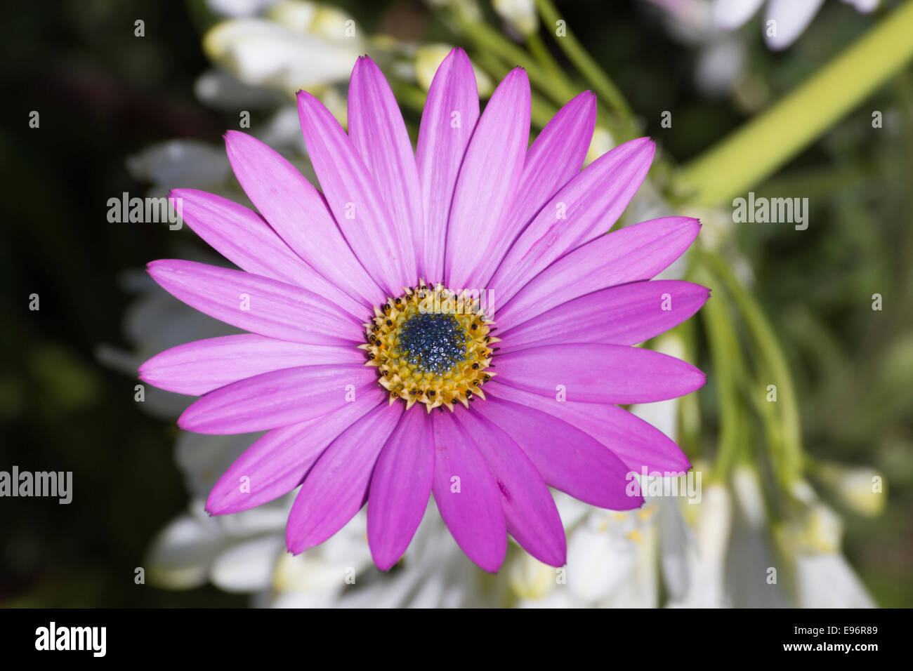 Un bel fiore rosa in fiore in un giardino murato con dettaglio sulla petali. Foto Stock