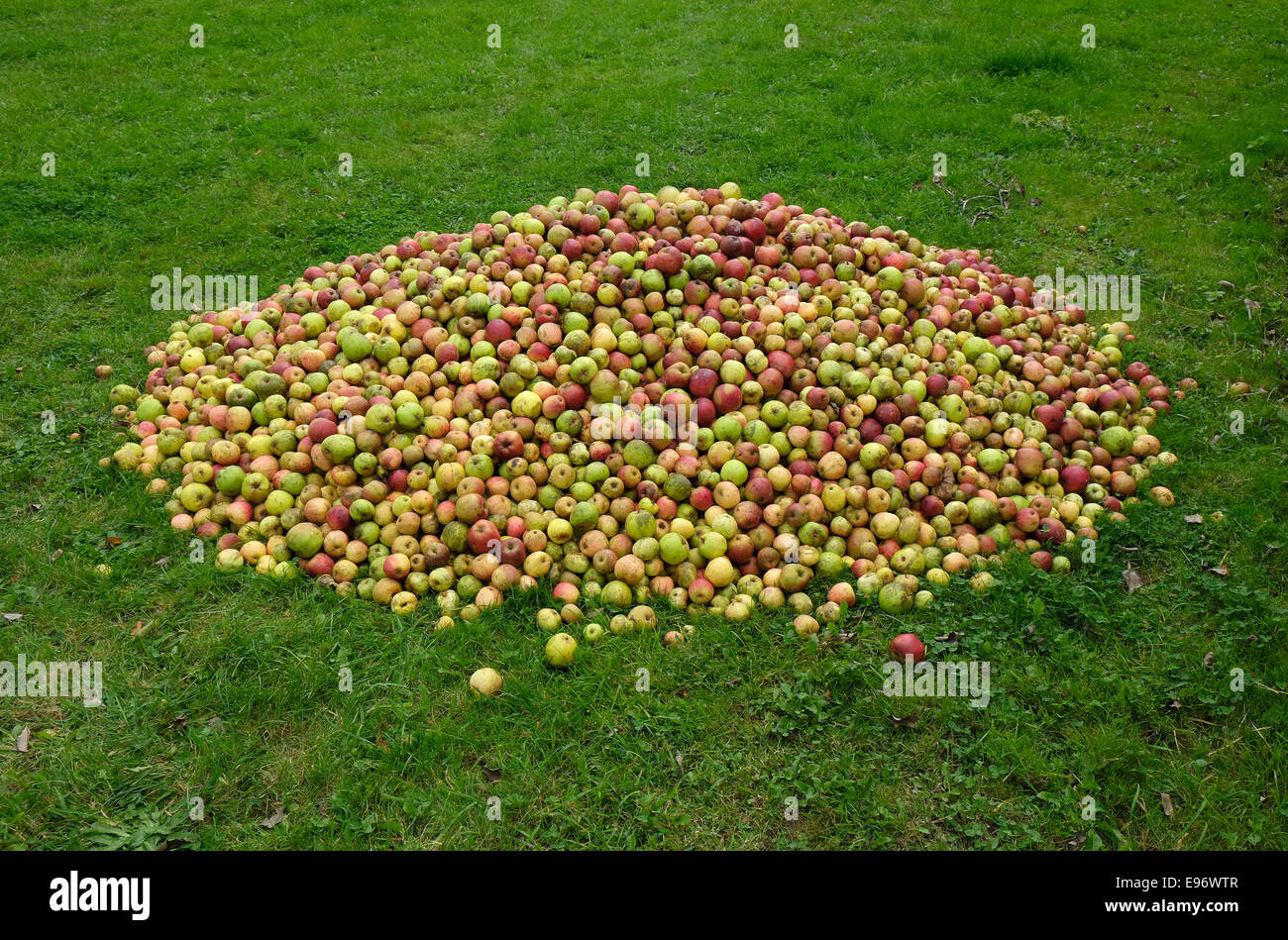 Pila di mele sul campo in erba Foto Stock