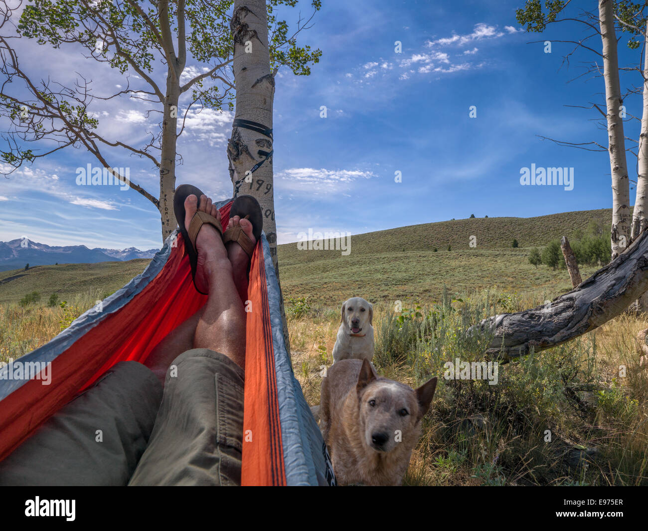 Niente di meglio di una giornata di relax in un'amaca su un costone erboso linea affacciato sul deserto a dente di sega. Foto Stock