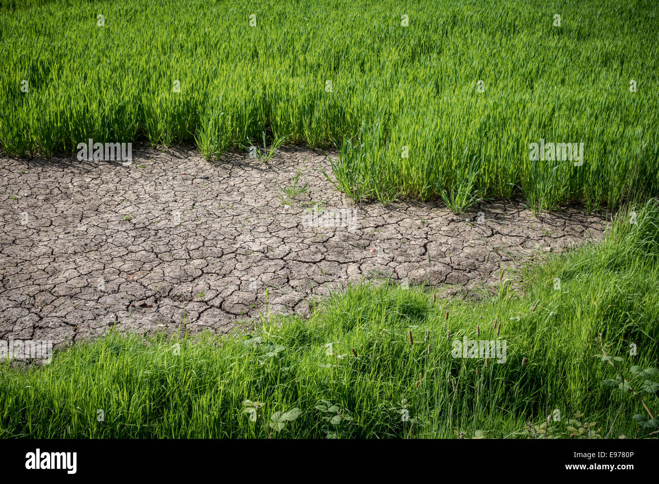 Verde e rigogliosa la crescita di raccolto da arida terra rotto.durante una ondata di caldo. Foto Stock
