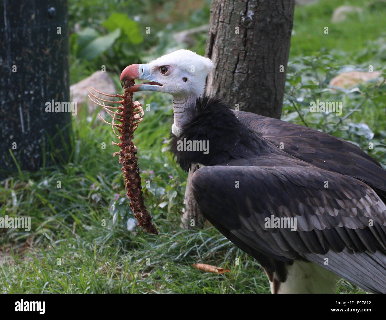 African White-headed Vulture (Trigonoceps occipitalis) close-up di testa e il becco, tenendo un grande pezzo di tela Foto Stock